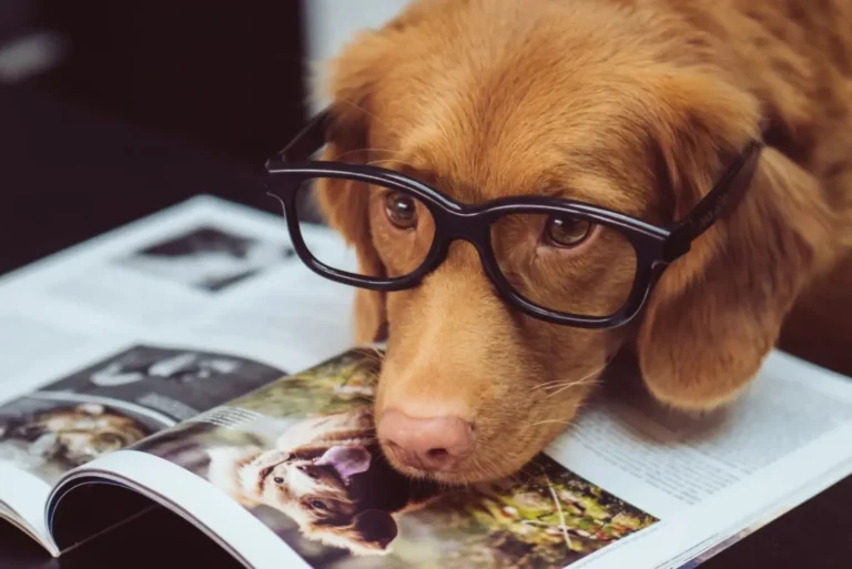 Zodiac The Guidedog talks about his role