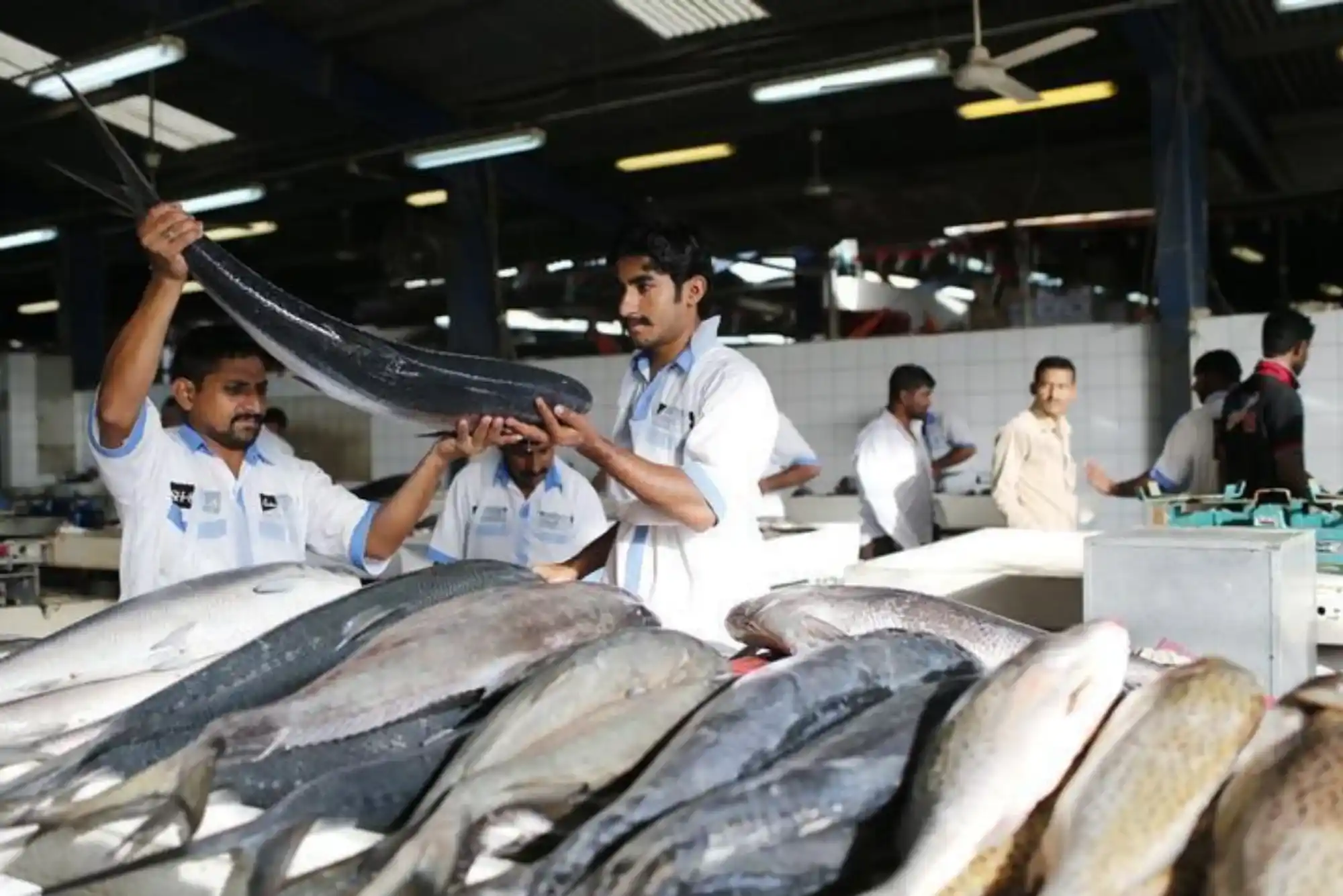 Industry Insights Into United Fish Dubai Operations
